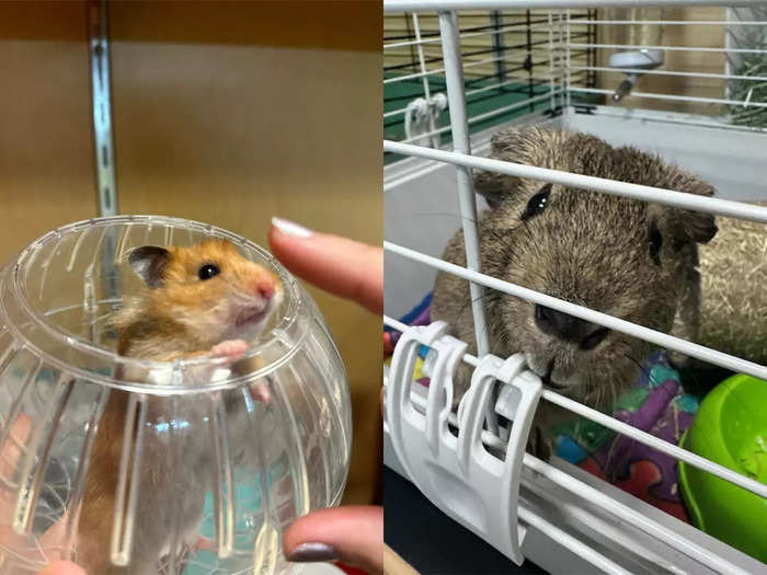 But the hotel also welcomes "pocket pets" like hamsters and guinea pigs.