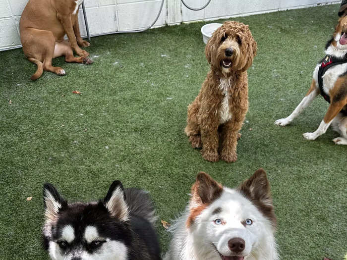 Upwards of 100 animals stay at the Disney location of Best Friends Pet Hotel each day — mostly dogs and cats.