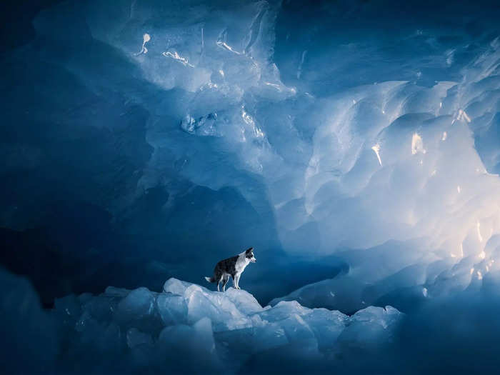 Memorable images showed animals in unbelievable settings.