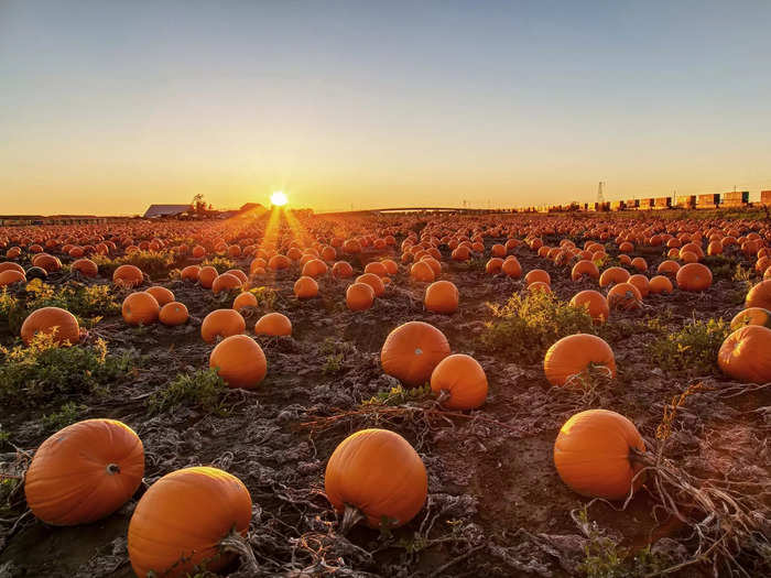 You can pick your own apples, pumpkins, and other fall fruits and vegetables at local farms.