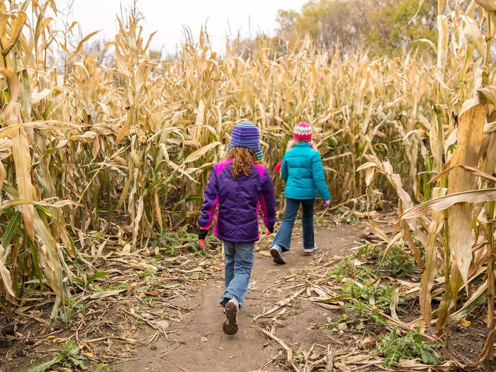 Corn mazes offer a brain-teasing seasonal activity.