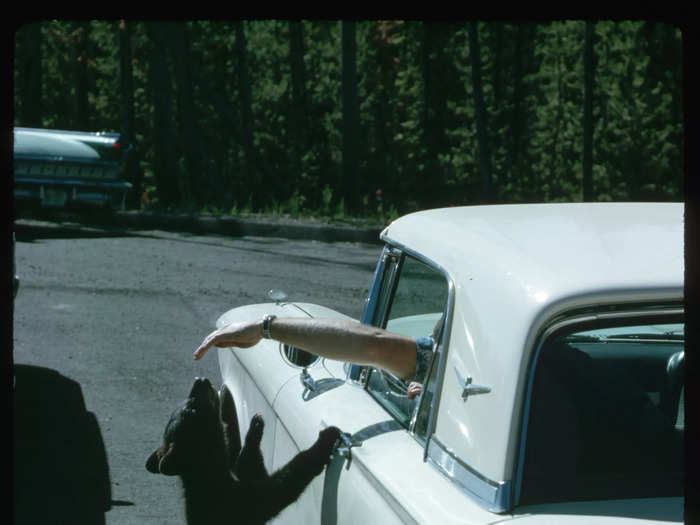 A tourist sitting in a car tried to touch a bear cub while at Yellowstone National Park in 1997.