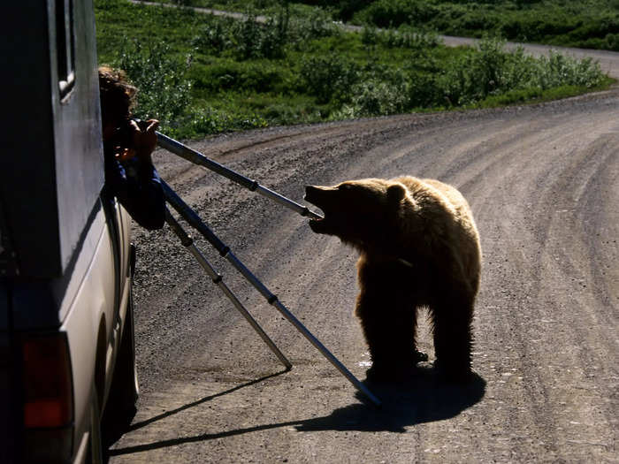 A bear chews on a tourist