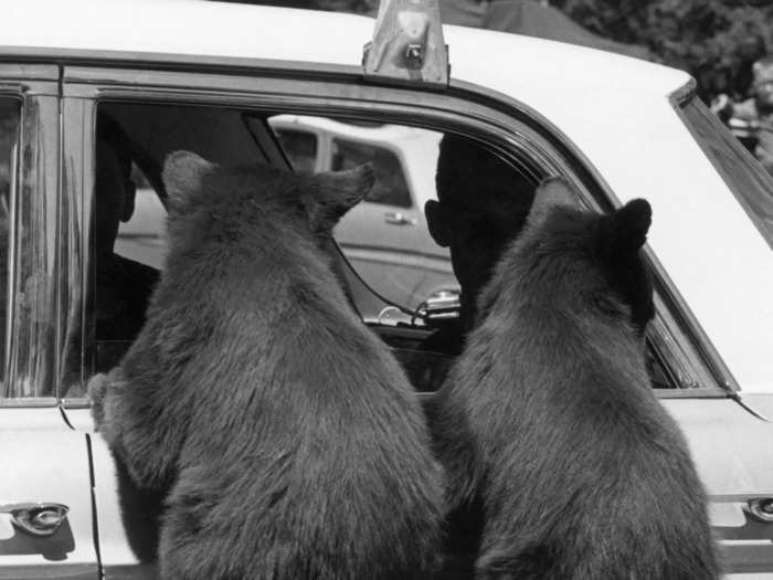 Tourists at Yellowstone National Park watch bear cubs hang from their car window in 1970.