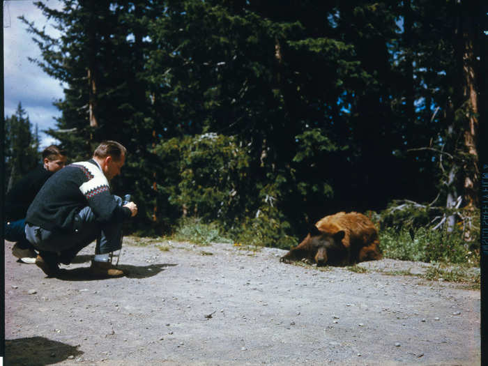 Two men crouch and snap photos of a resting bear cub at Yellowstone National Park in 1965.