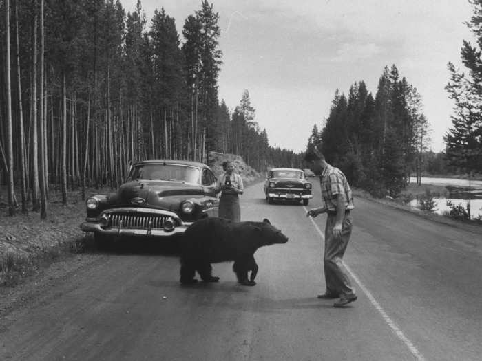 In 1958, a man attempted to feed a bear while a friend snapped pictures nearby at Yellowstone National Park.