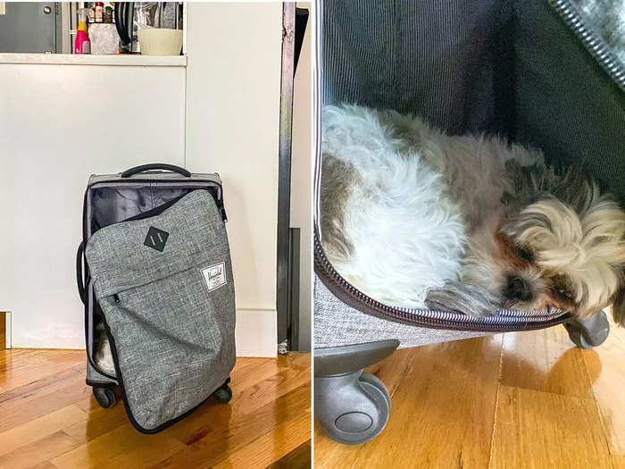 I travel a lot, and I hate leaving my dog, Miley, behind.