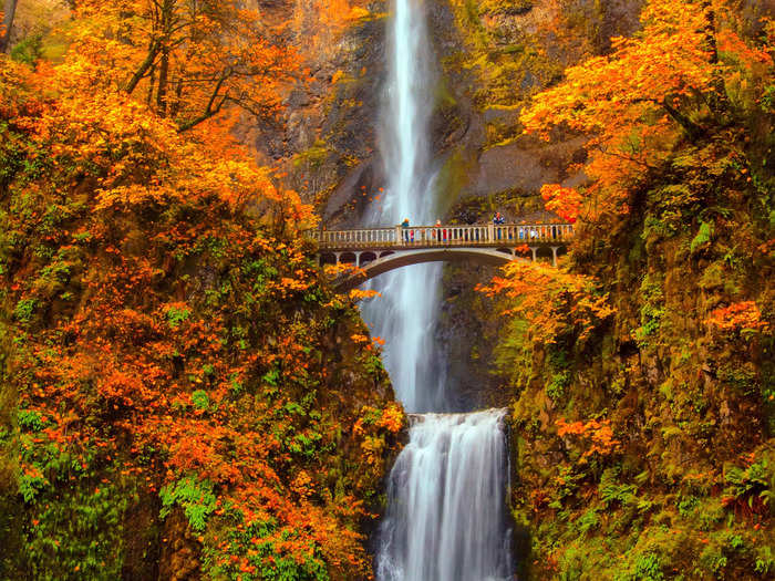 The leaves surrounding Multnomah Falls in Oregon