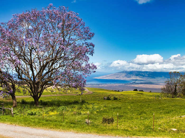 In late 2021, Winfrey purchased a 3-acre property in Kula for $7 million. As she already owned the adjacent land, she was able to connect her properties after this purchase.