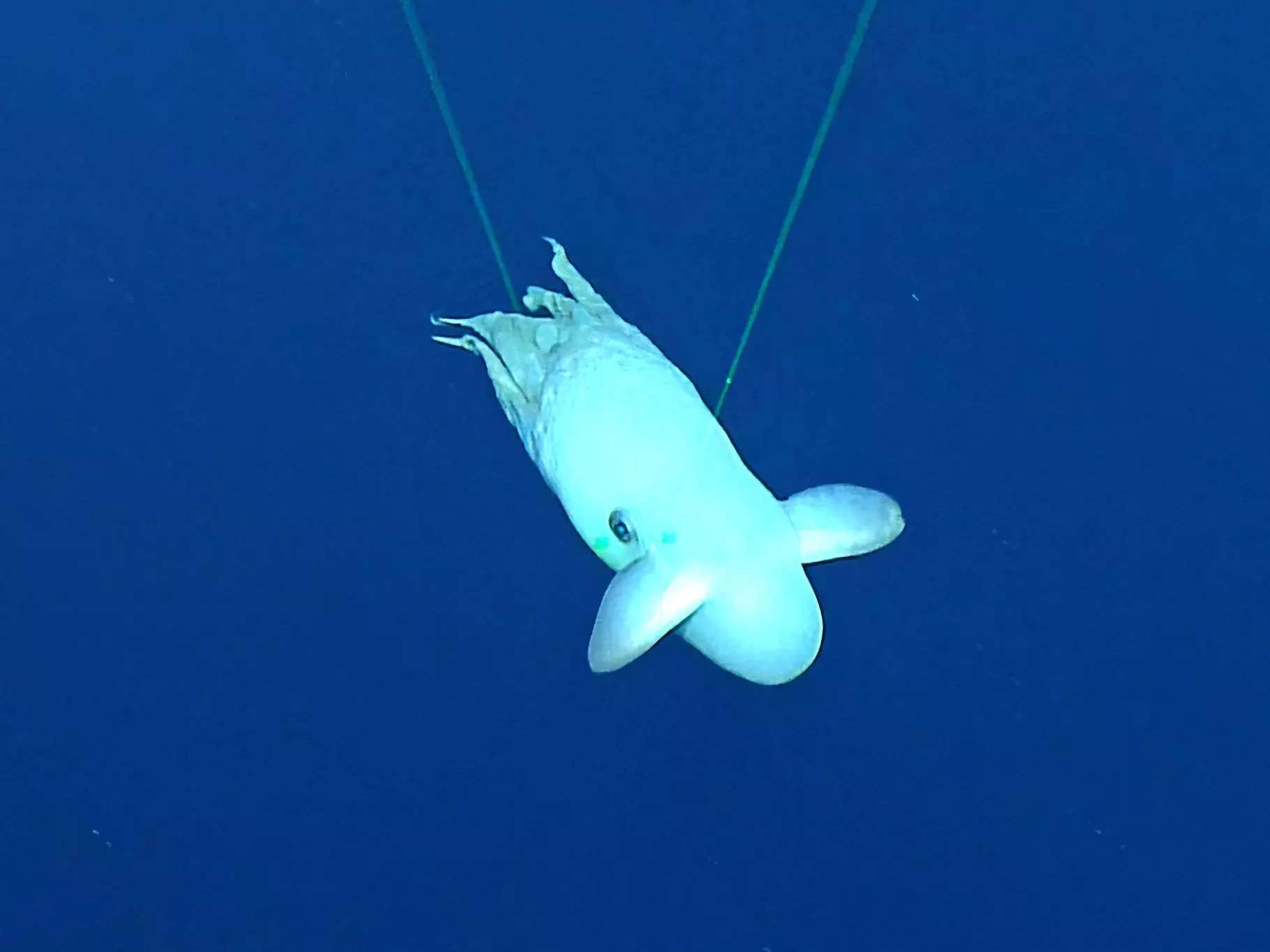 Video stills show the pale-white dumbo octopus set against a deep blue sea background. It