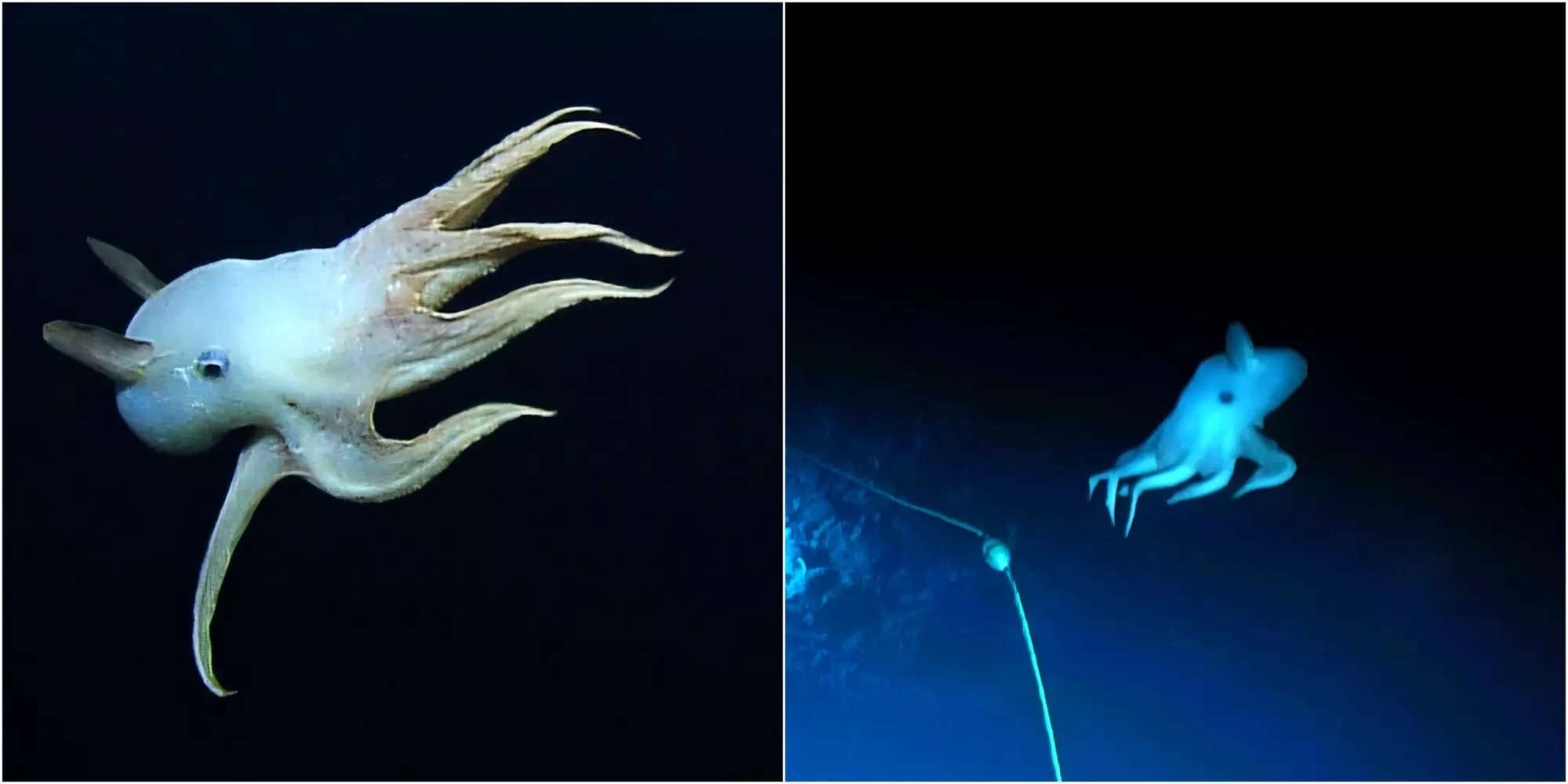 Stills from the video shows the dumbo octopus. On the left, it is seen extending its tentacles, it