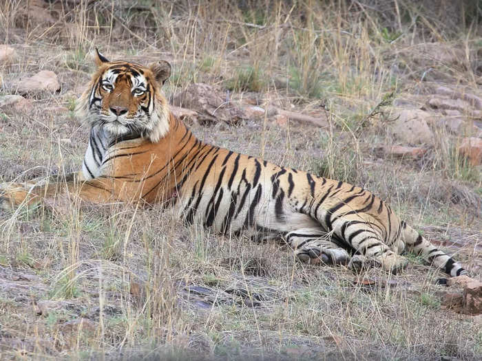 Ranthambore National Park: Spot Majestic Tigers
