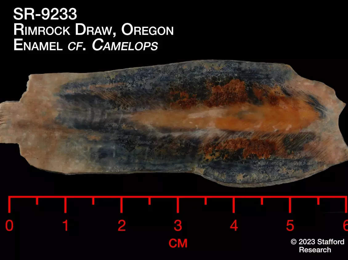 Tooth enamel from a camelops, an ancient camel ancestor