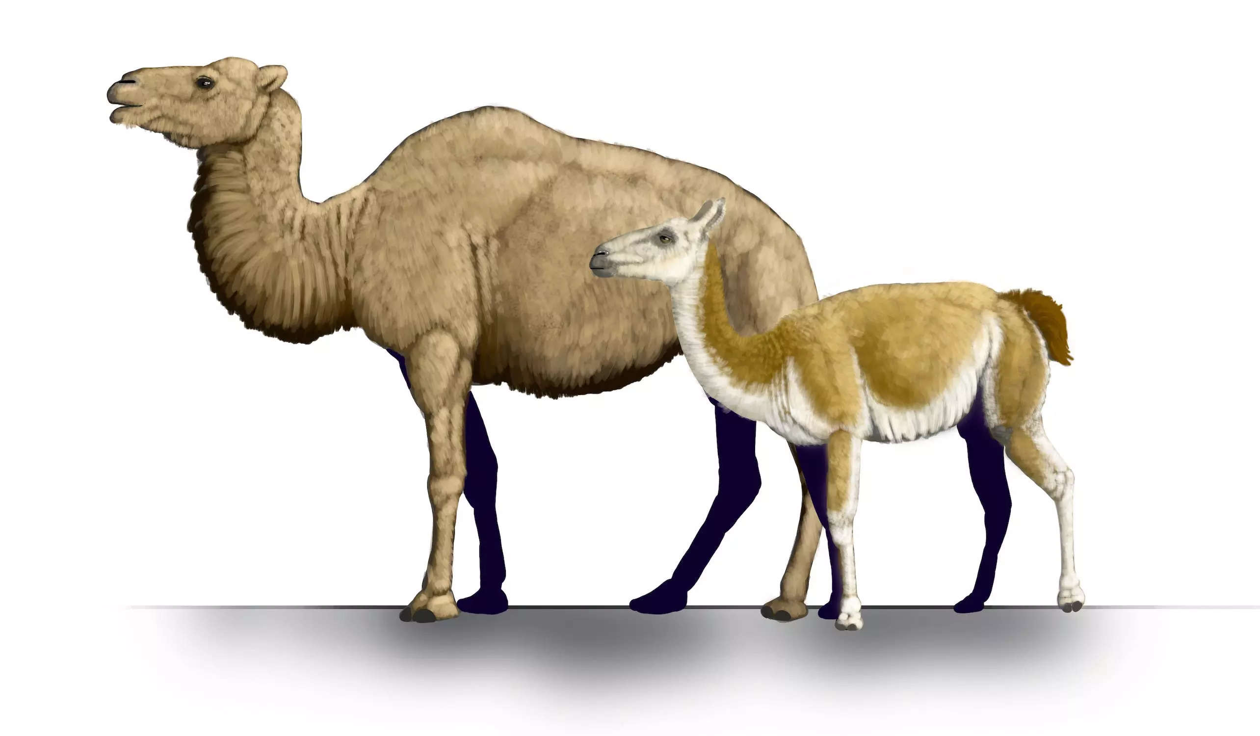 Camelops and Hemiauchenia are shown next to each other in an artist