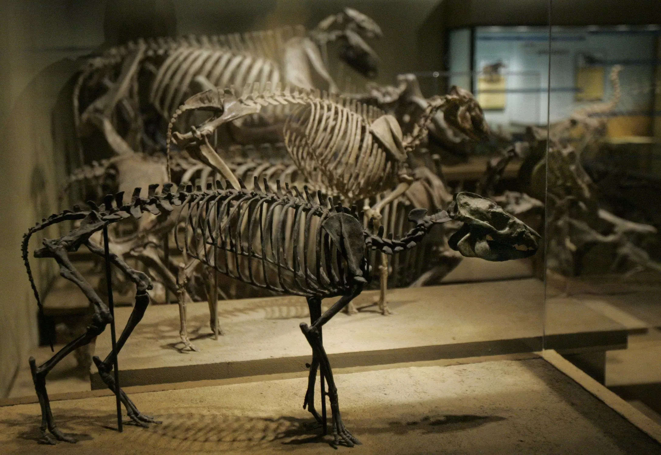 Several skeletons of ancient horses are lined up in glass cases at the Field Museum in Chicago