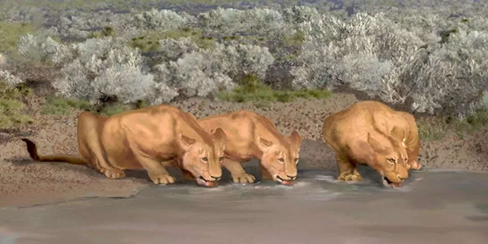 Three lions crouch drinking from a pond in an artist