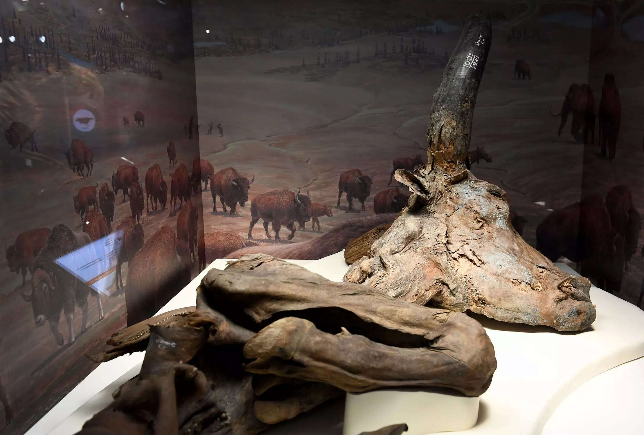The mummified skull of an extinct bison behind a glass case at the Smithsonian Institution