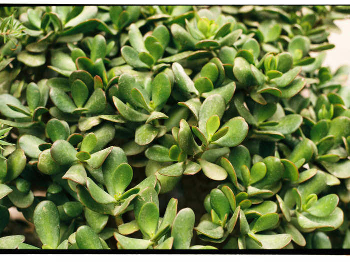 Jade Plant