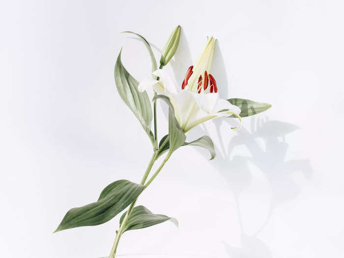 ​<strong>Peace Lily (Spathiphyllum spp.)</strong>