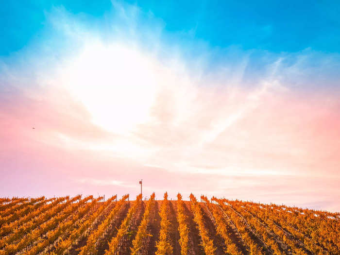 At the height of autumn, vibrant views can be seen across the vineyards of Temecula Valley in Southern California.