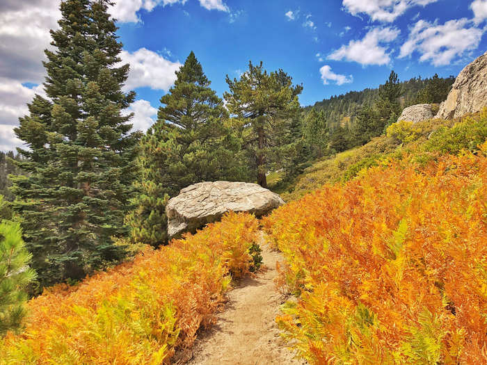 Autumn in the San Jacinto Mountains of Southern California is full of oranges and yellows.