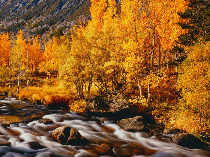 Bishop Creek in the Sierra Nevada Mountains is full of aspens, which turn variations of bright yellows and oranges in the fall.