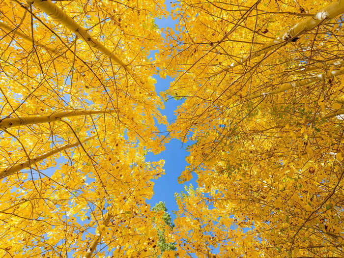 Lining June Lake Loop in the Eastern Sierras, the trees look more yellow than red.