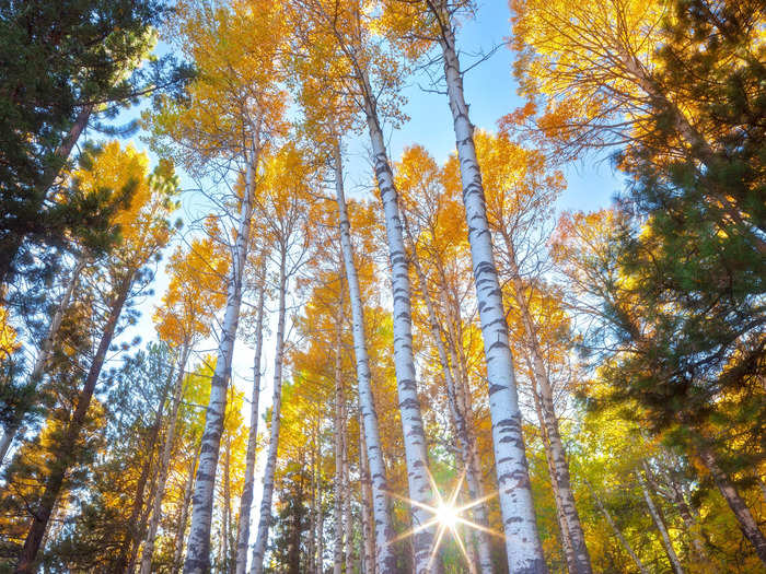 In Hope Valley, trees with yellow leaves reach up to a crisp, blue sky.