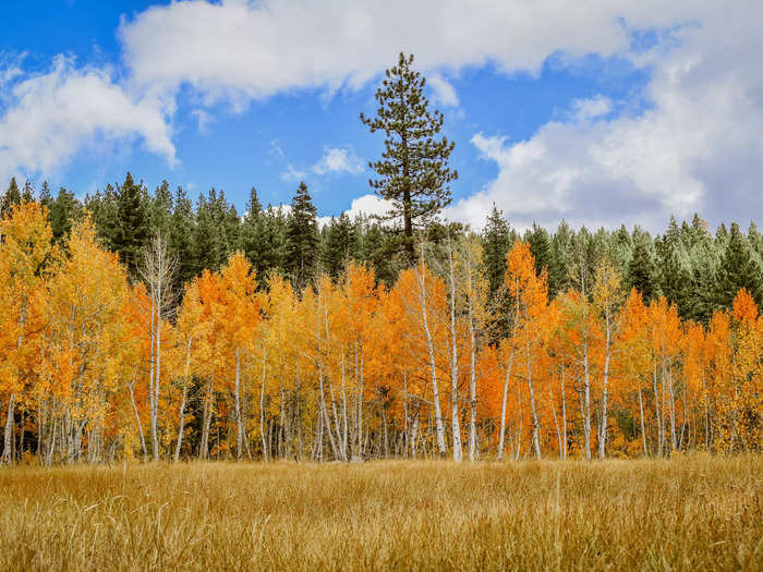 Head to Truckee, which is close to Lake Tahoe and the Nevada border, to see the changing leaves.