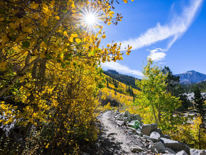 Visitors can hike through fall foliage at the Muir Woods National Monument, where aspen trees also burst with yellow.