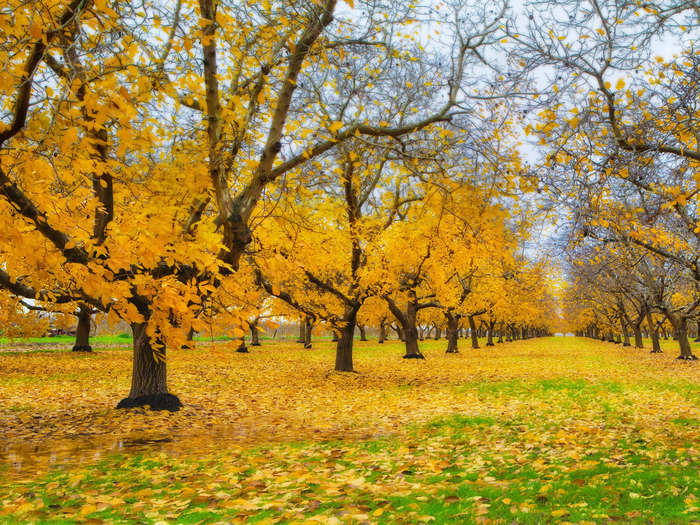 The yellow leaves of Sacramento Valley