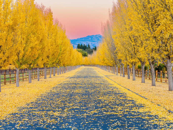 In Napa Valley, California, ginkgo trees bursting in yellow line a path at a vineyard.