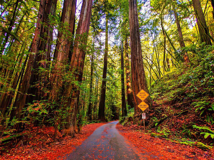 The sequoia trees that line this path in the redwoods forest of Russian River in Guerneville are a fiery red this time of year.