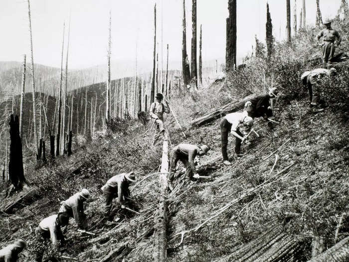 The CCC also planted an estimated 3 billion trees by the end of the program.