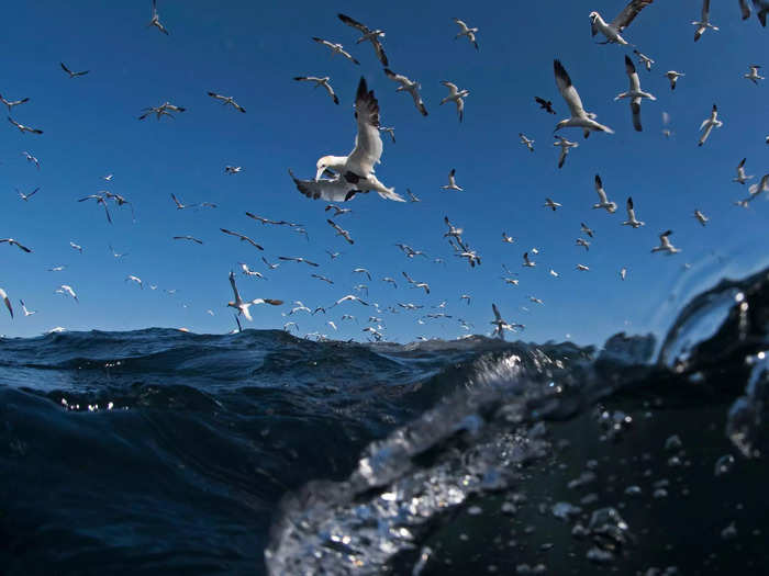 You should avoid any water where there are fishing boats, where seabirds are diving, or where dolphins are swimming.