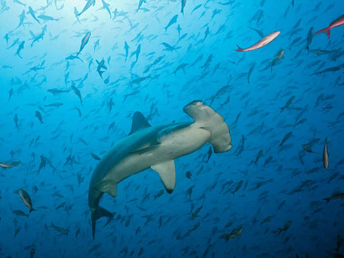 There are a number of other sharks that are less likely to attack but still could, including hammerheads, makos, whitetips, and reef sharks.