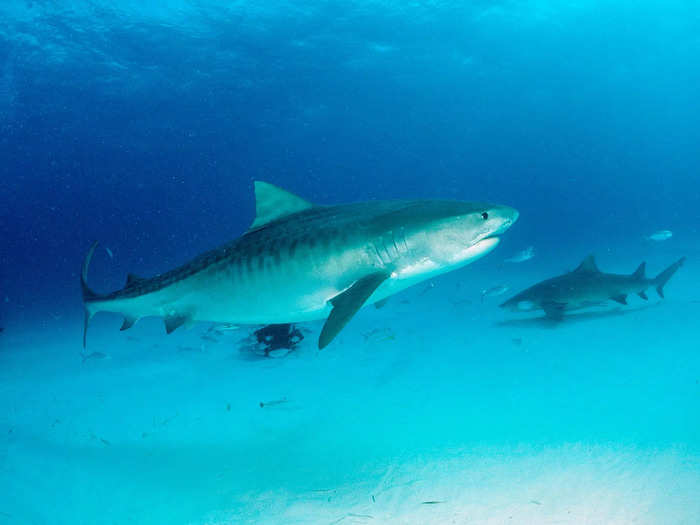 Tiger sharks are large, curious, and aggressive.