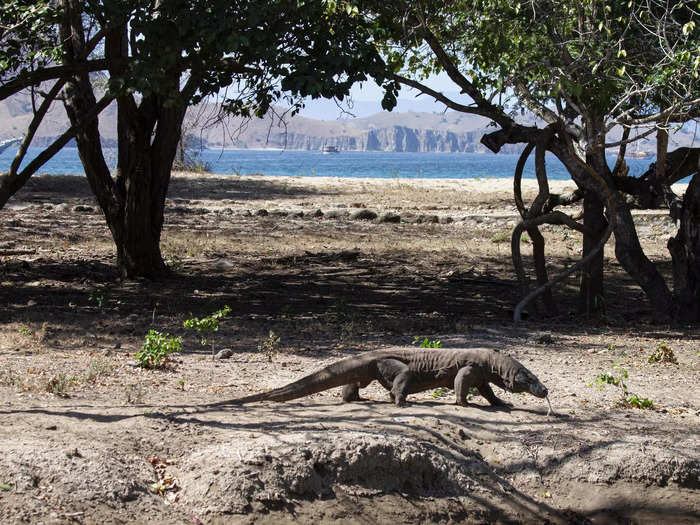 There are now only an estimated 1,400 adult Komodo dragons and 2,000 juveniles left in the wild.