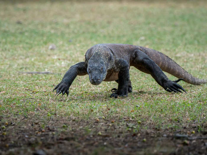 But mostly, it is known as the only place in the world where you can find wild Komodo dragons, the world