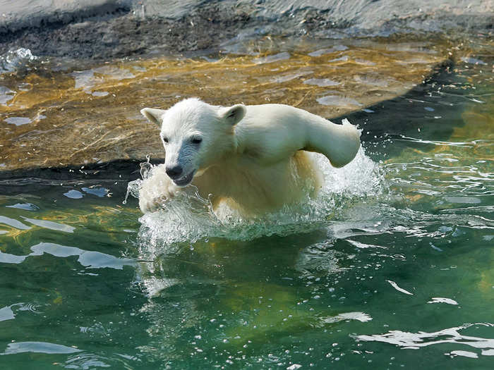 A polar bear escaped from its cage in a Minnesota zoo after a creek flooded the facility