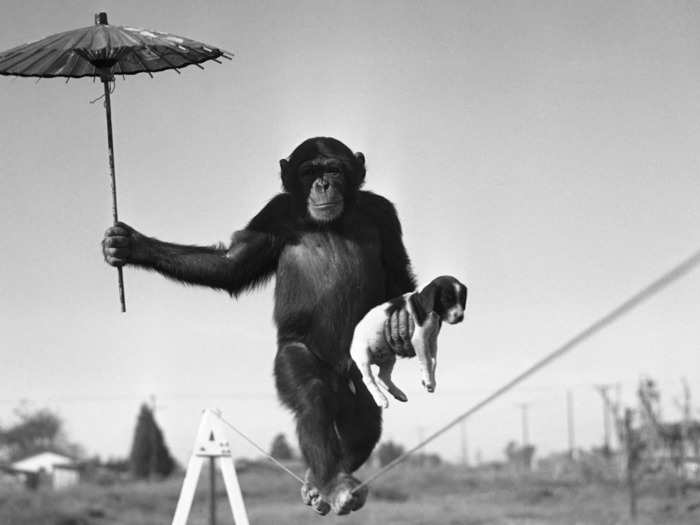 This chimp has better balance than plenty of humans.