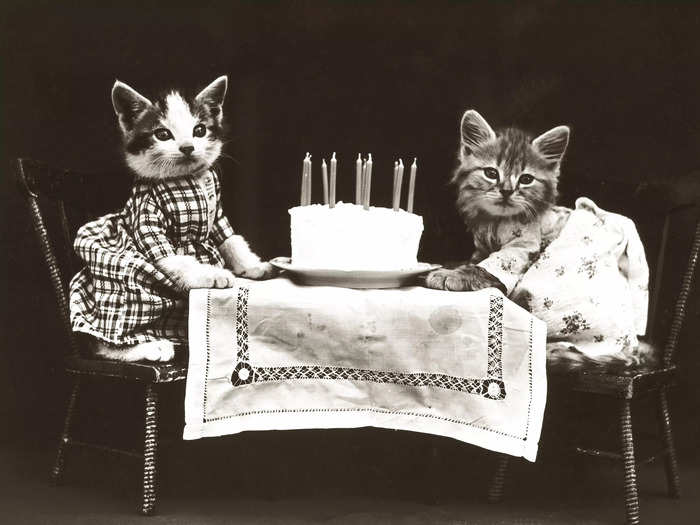 A very happy birthday to these two kitties.