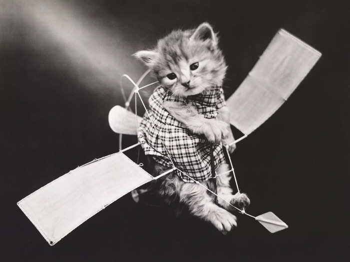 This cat is ready for liftoff.