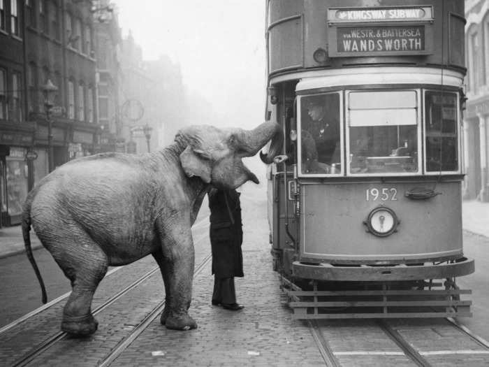 This tram might not be elephant-proof.