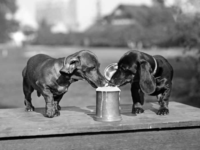 These two wiener dogs should probably be cut off.