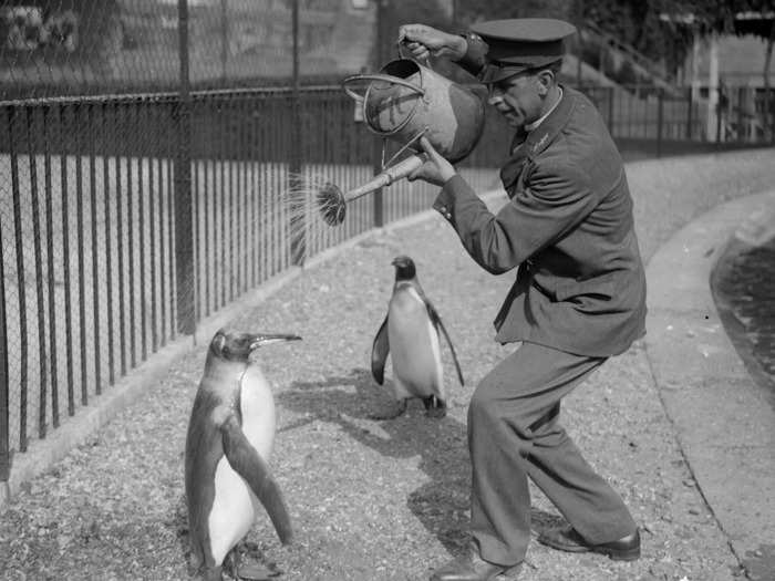 Personal hygiene is important, even for penguins.