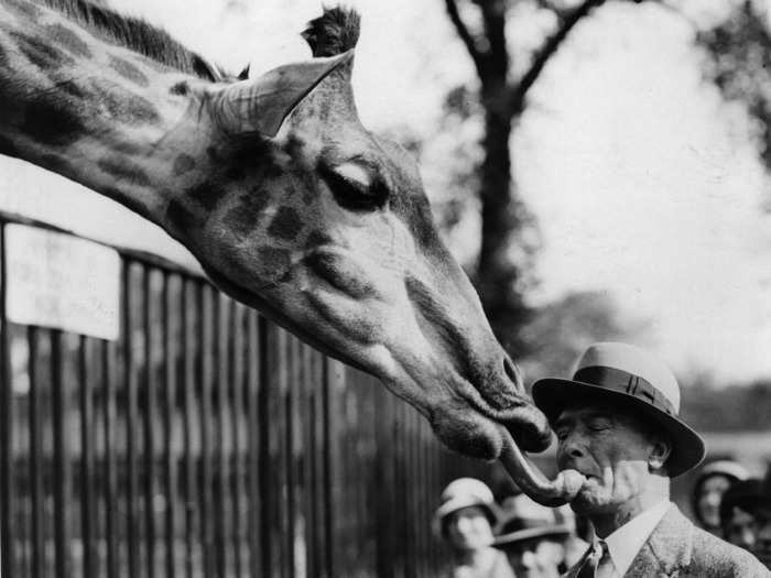 This London Zoo visitor takes loving animals to a whole new level.