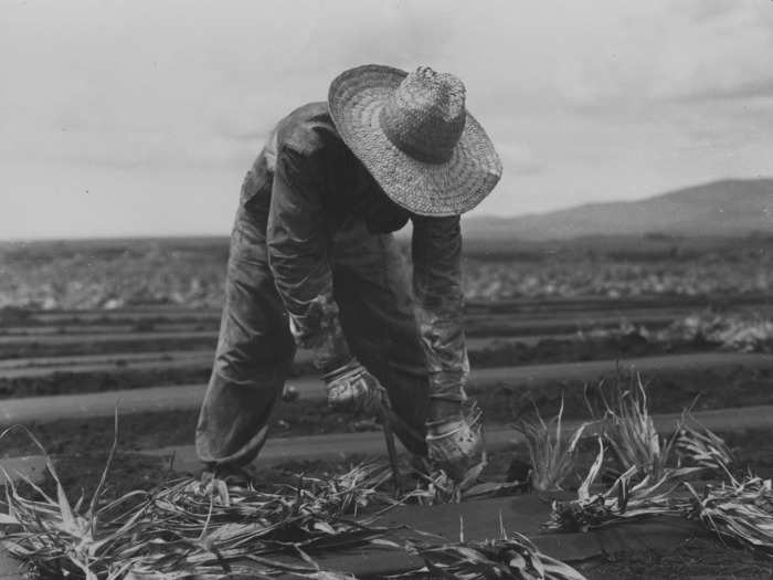 1950: A migrant worker wearing a straw hat and gloves bends down to plant young pineapples in a field.