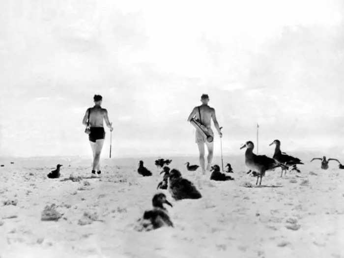 October 1936: Employees of PanAm Airways in Hawaii play golf amongst the albatrosses on a makeshift, full-size course on the beach at Midway Island.