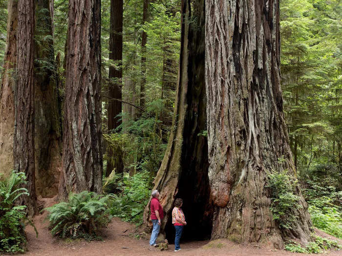 Redwood National and State Parks, California